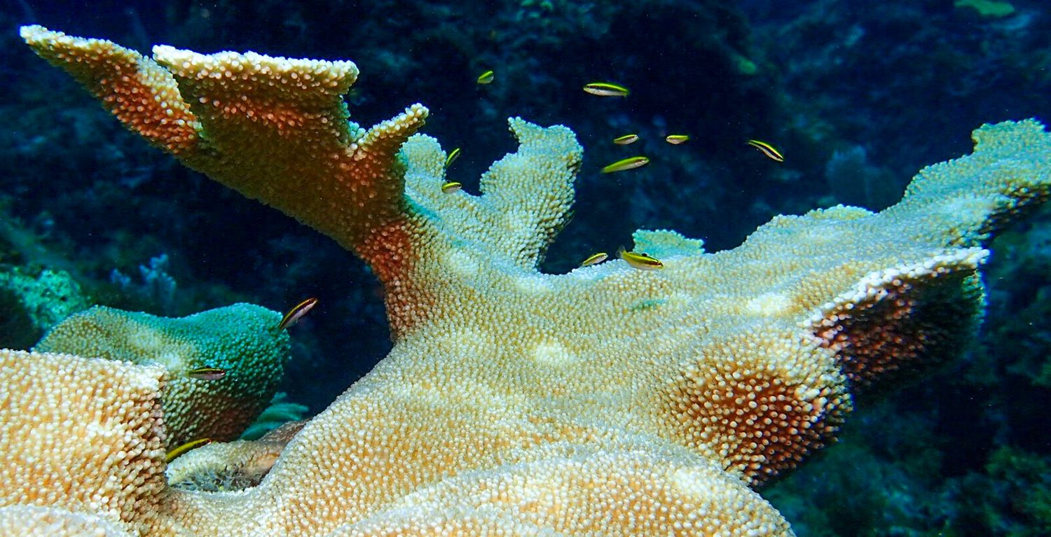 Orange starfish crawls across coral reef in underwater sequence showing its slow movement across the ocean floor.