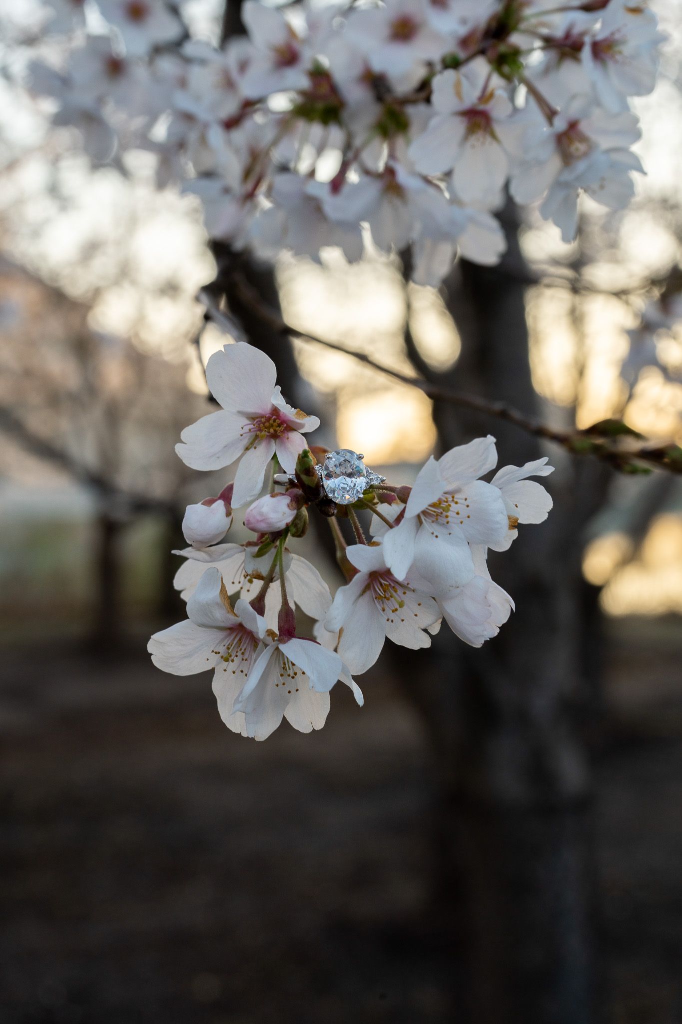 Diamond engagement ring nestled among delicate white cherry blossoms on a spring tree branch at sunset.