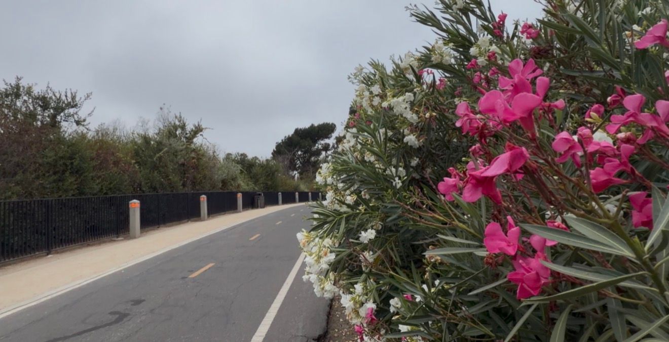 Pink and white oleander flowers bloom beside a quiet road lined with green hedges under an overcast sky.