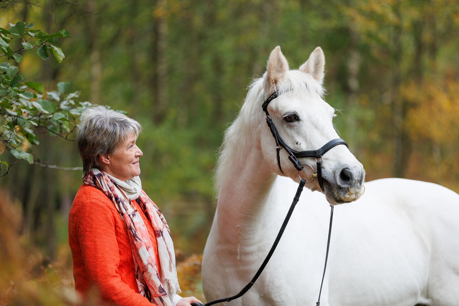 A person leads a palomino horse along a sunlit forest trail surrounded by tall evergreen trees.