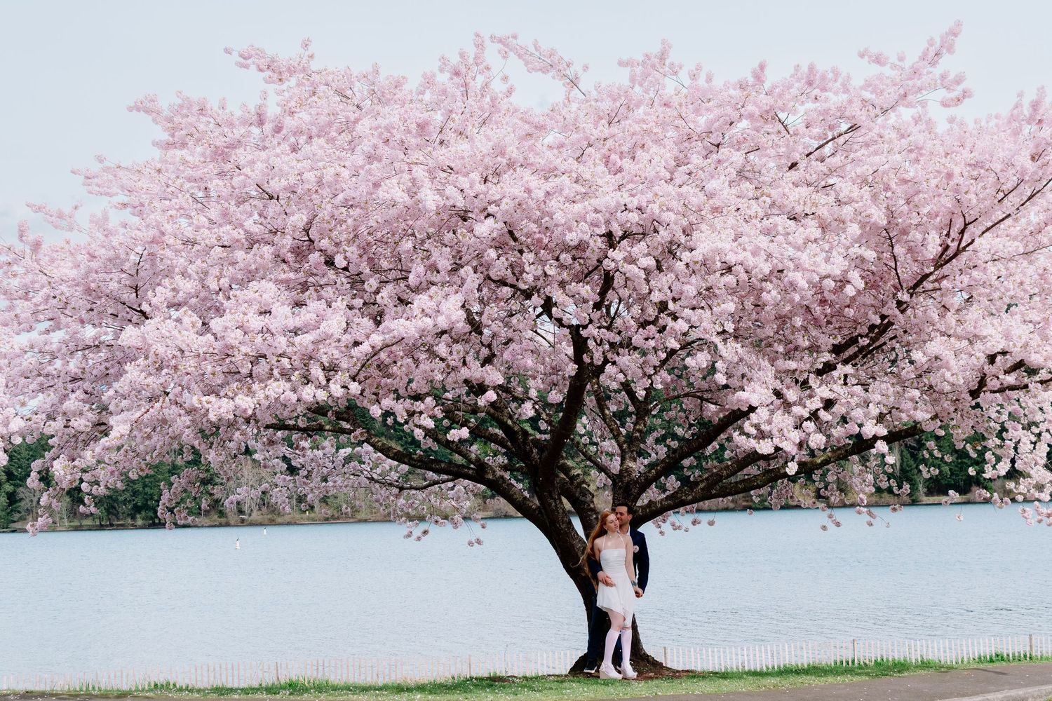 Couple standing under pink cherry blossom tree at Seward Park in Seattle