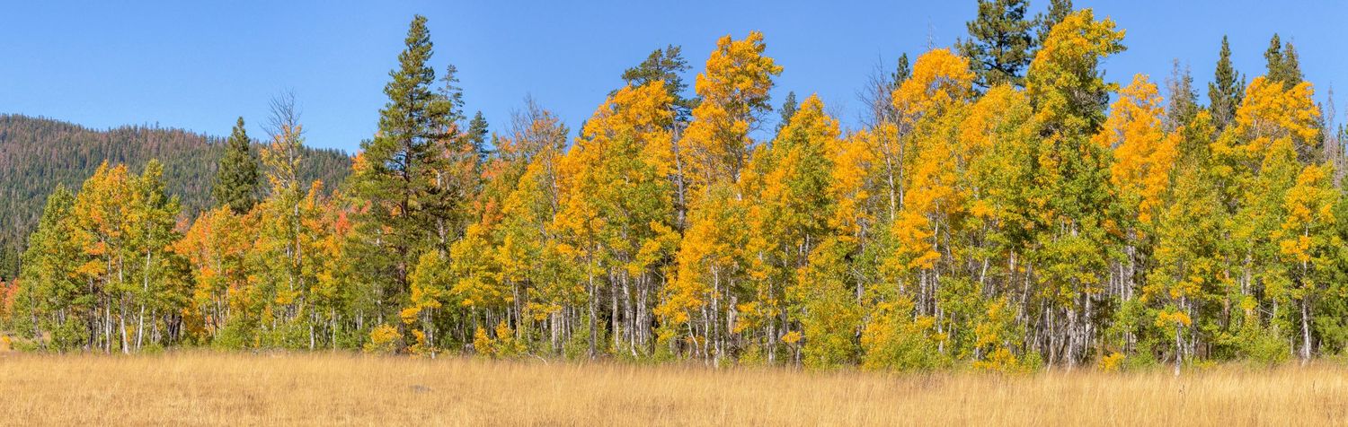 Golden Aspen color along Tahoe Donner Trail in Truckee by Cindy Tucey Photography