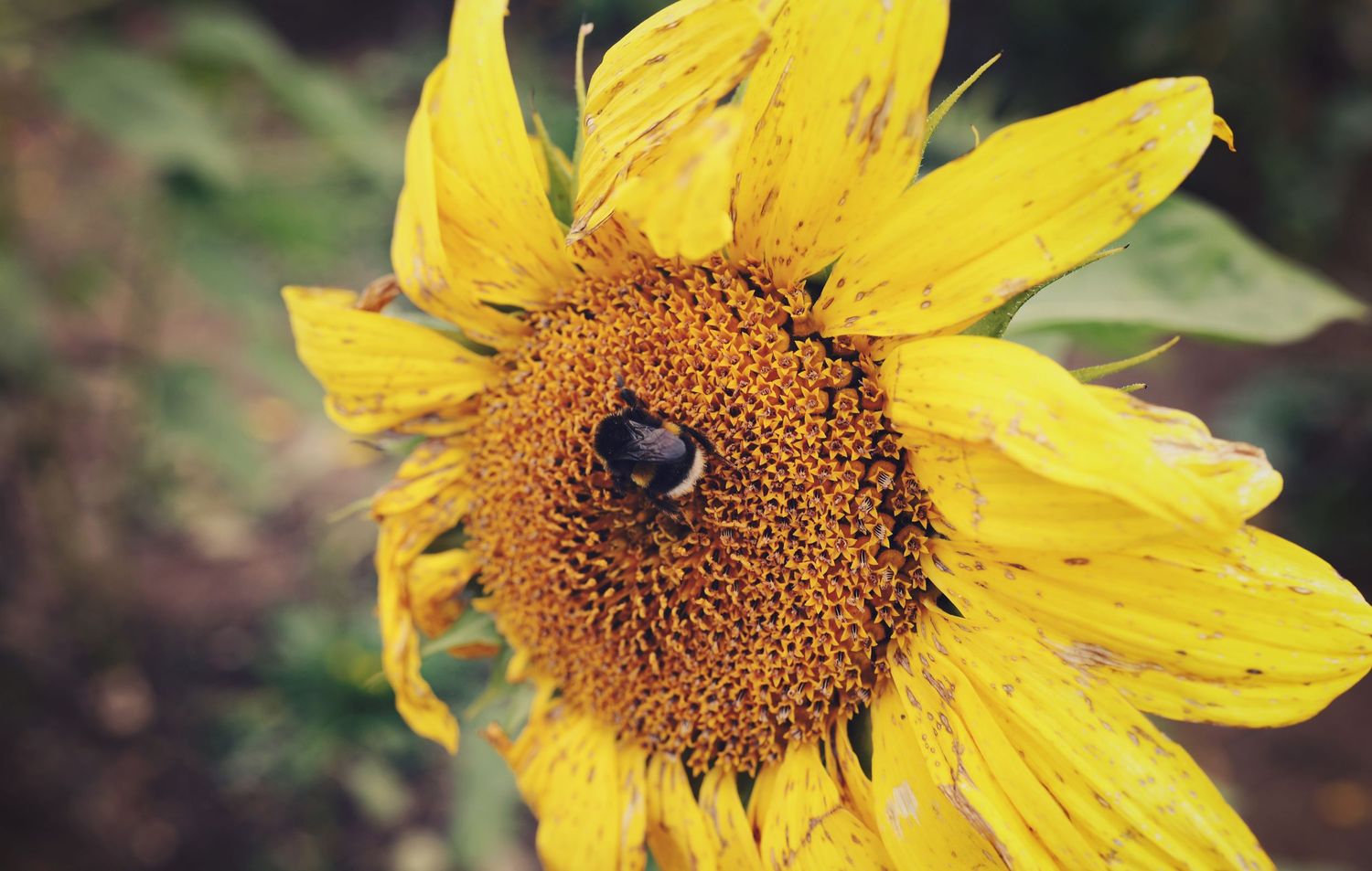 Close-up progression shots of a bright yellow sunflower with detailed center.