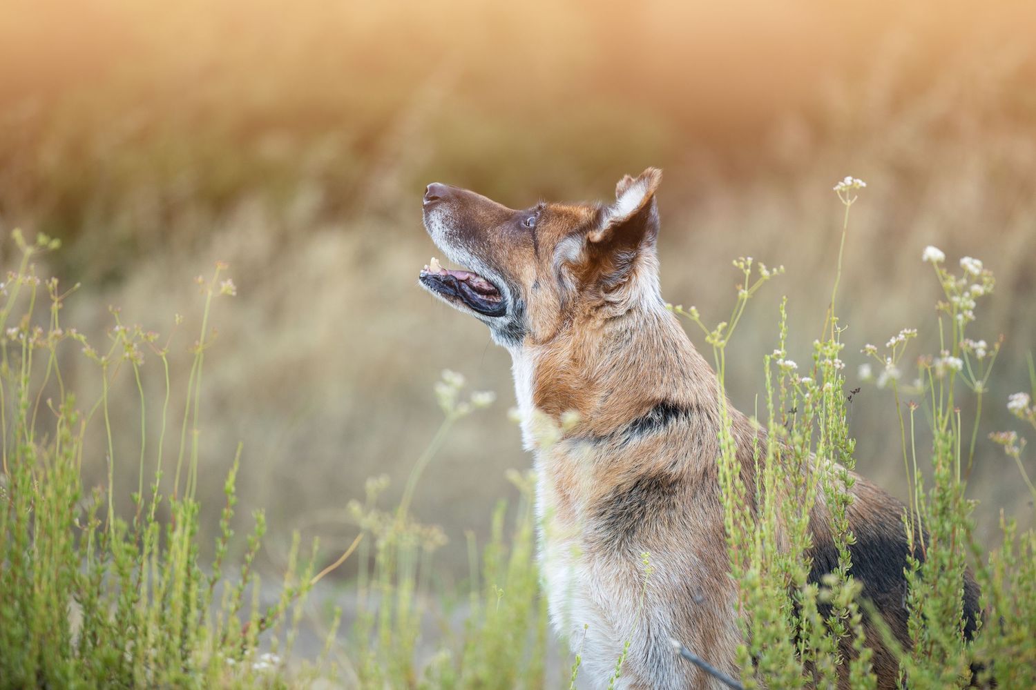 Pair of curious red foxes looking up attentively in a grassy meadow at sunset.