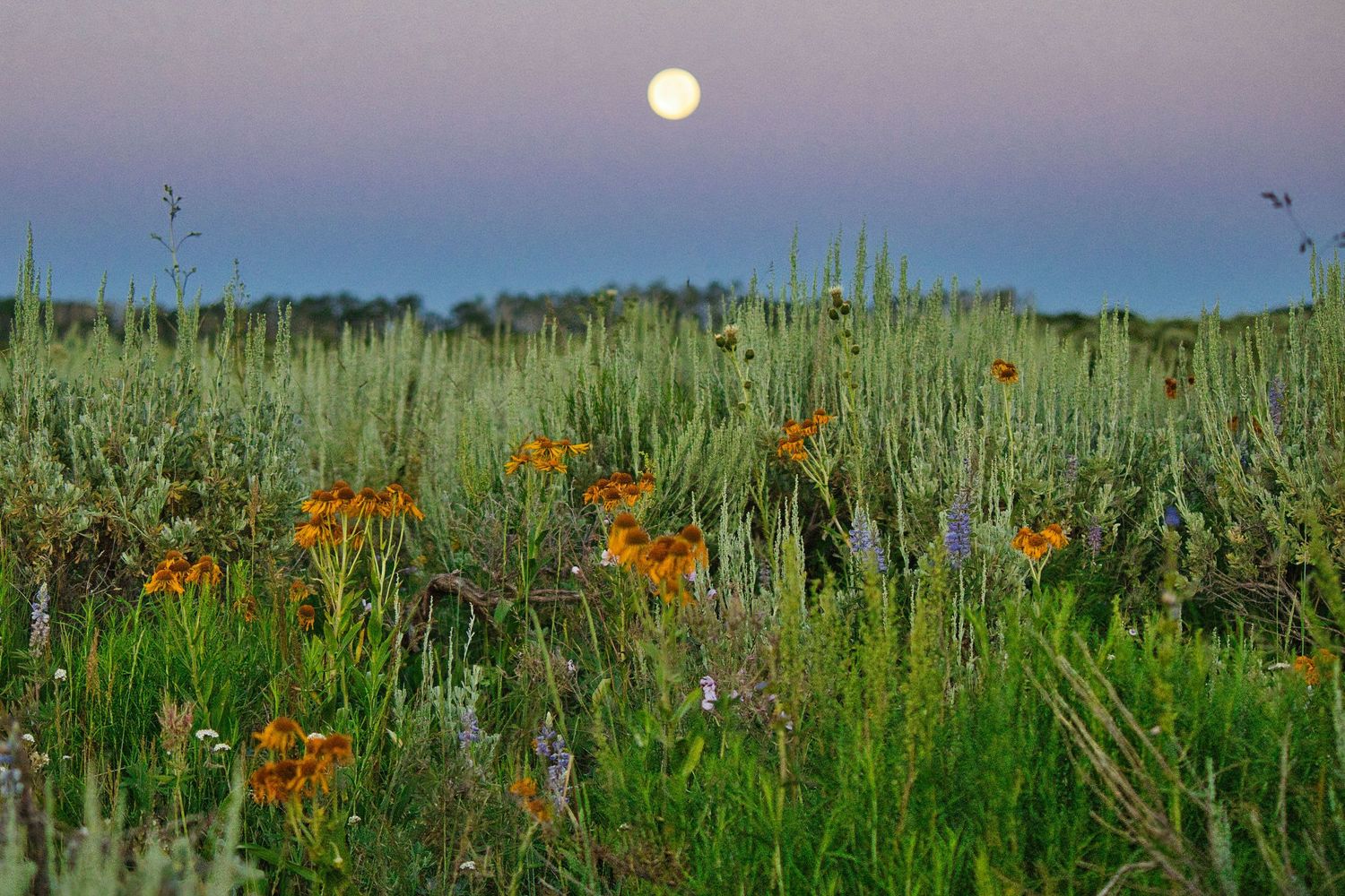 Wildflowers during Sunset. Full Buck Moon, Colorado. Pixcapades