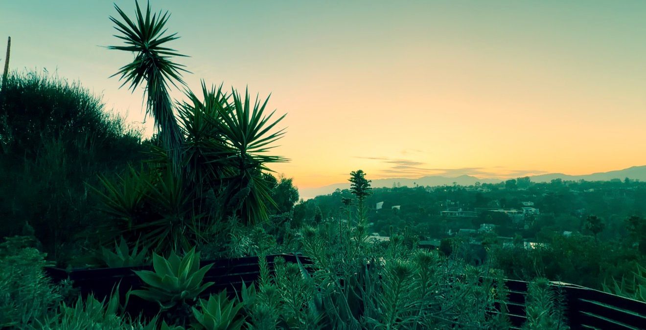Tropical garden with yucca plants at sunset, overlooking a lush hillside neighborhood with warm golden sky.
