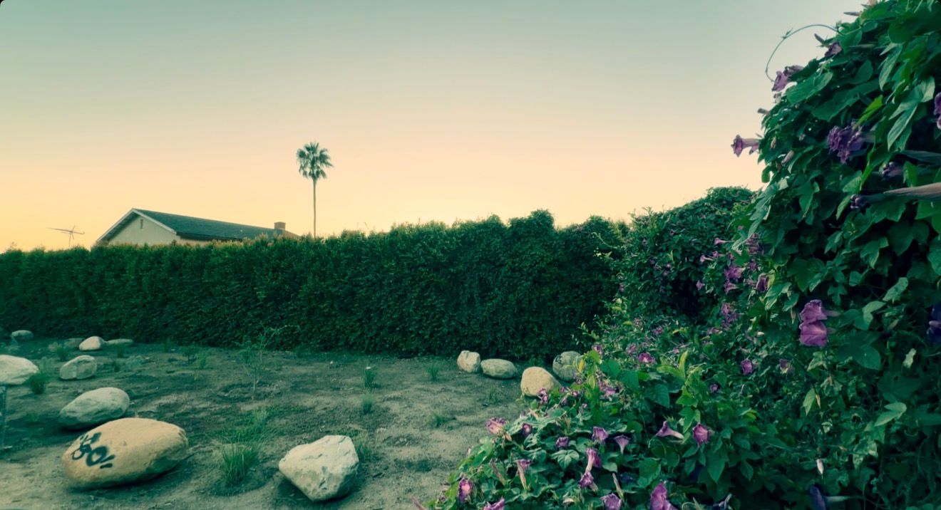 Lush green hedge and flowering vines border a desert garden with rocks, a palm tree, and a house at sunset.