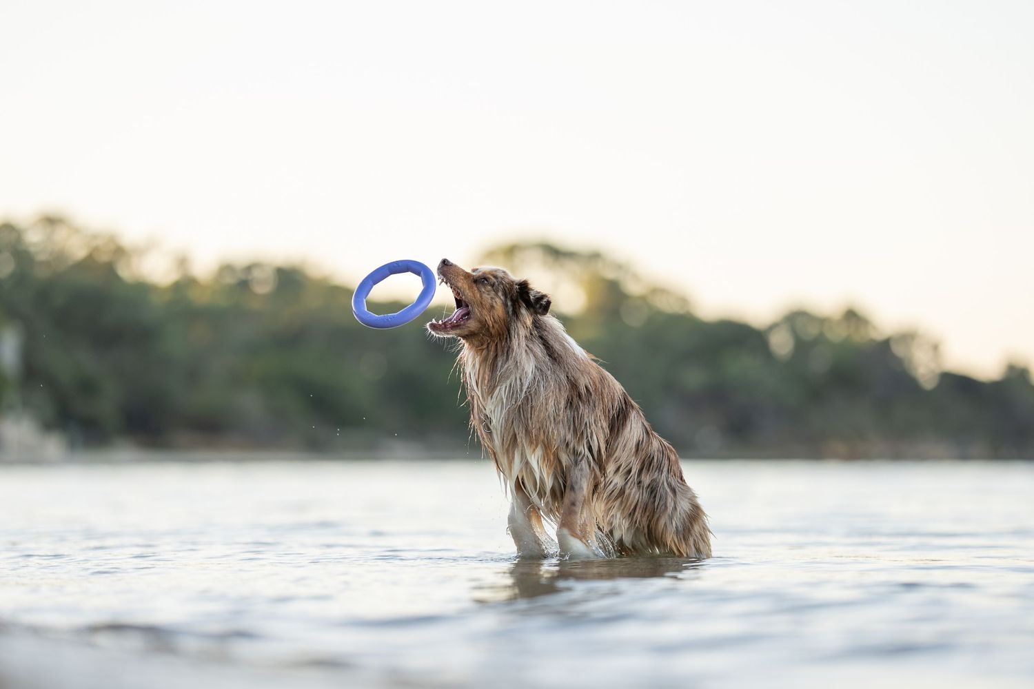 An Australian Shepherd leaping out of the water to catch his apawlo ring toy.