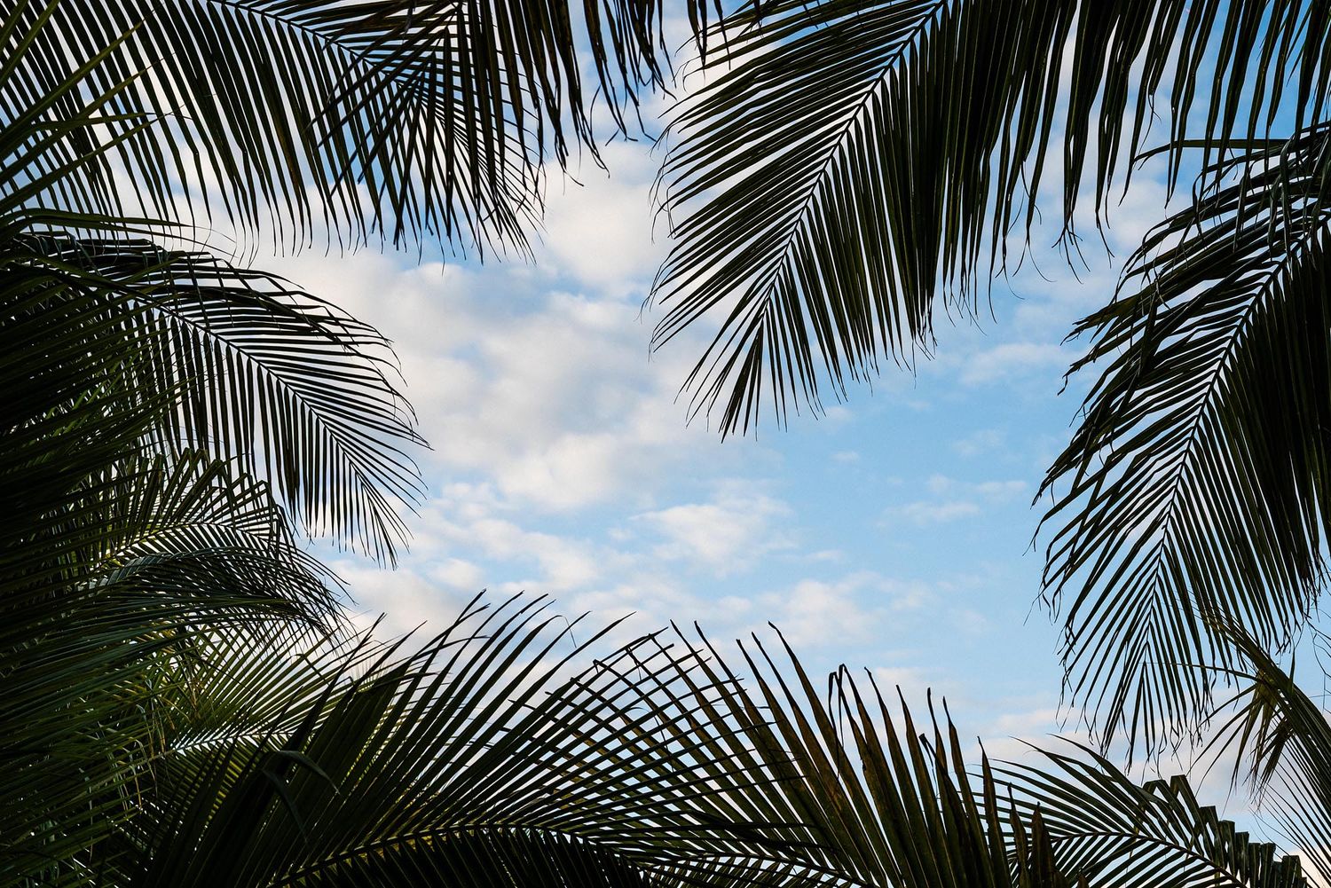 Palm tree fronds framing a bright blue sky with white clouds in a tropical setting.