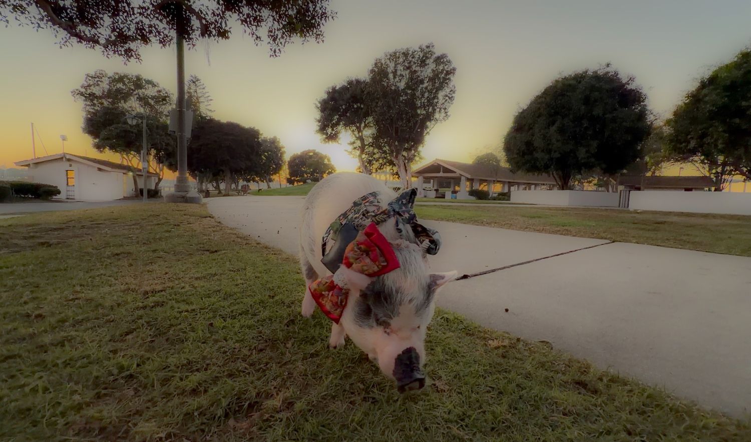 A person performs a cartwheel sequence on a paved path during sunset with trees in the background.