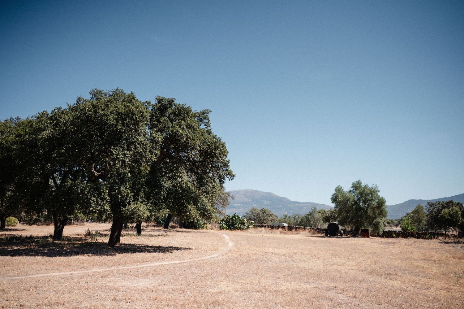 Panoramic view of olive trees growing in dry earth with mountainous landscape in the background under clear blue sky.