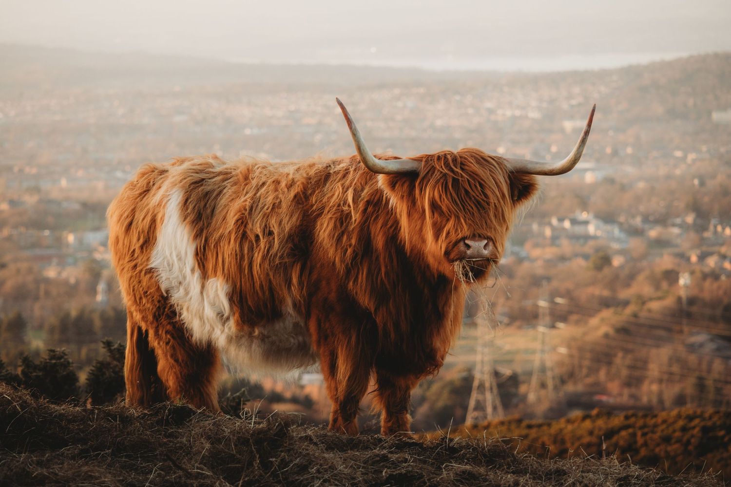 A shaggy Highland cow with long curved horns stands on a hilltop with a scenic valley and Edinburgh in the background.