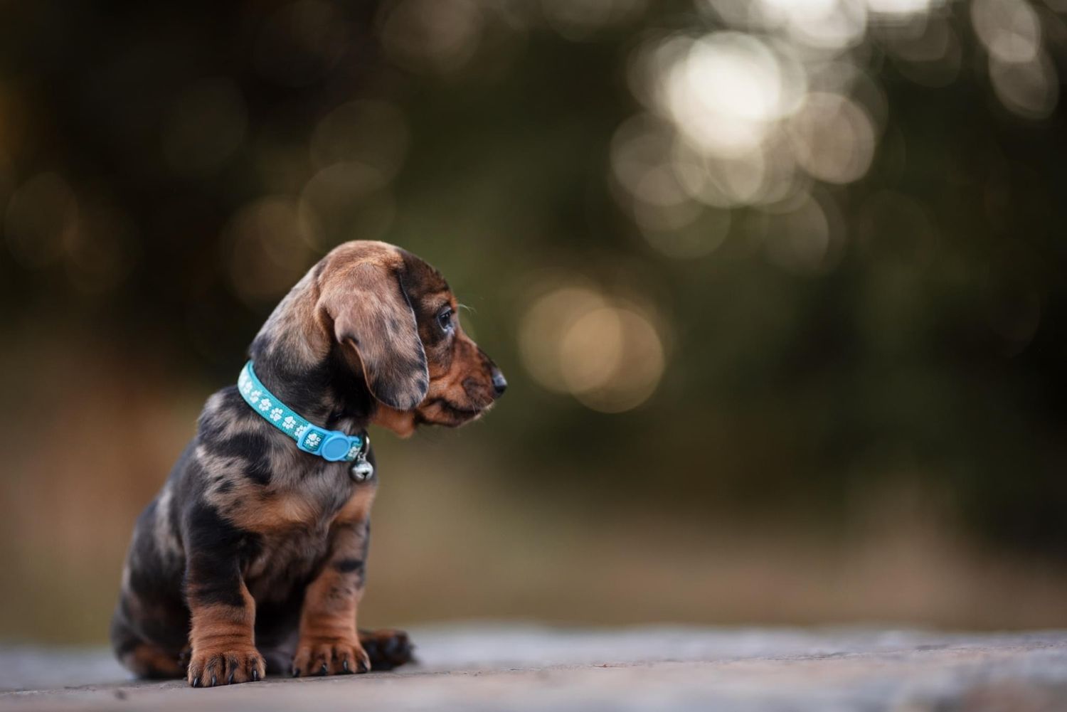 Adorable dachshund puppy resting outdoors with bokeh background effect.