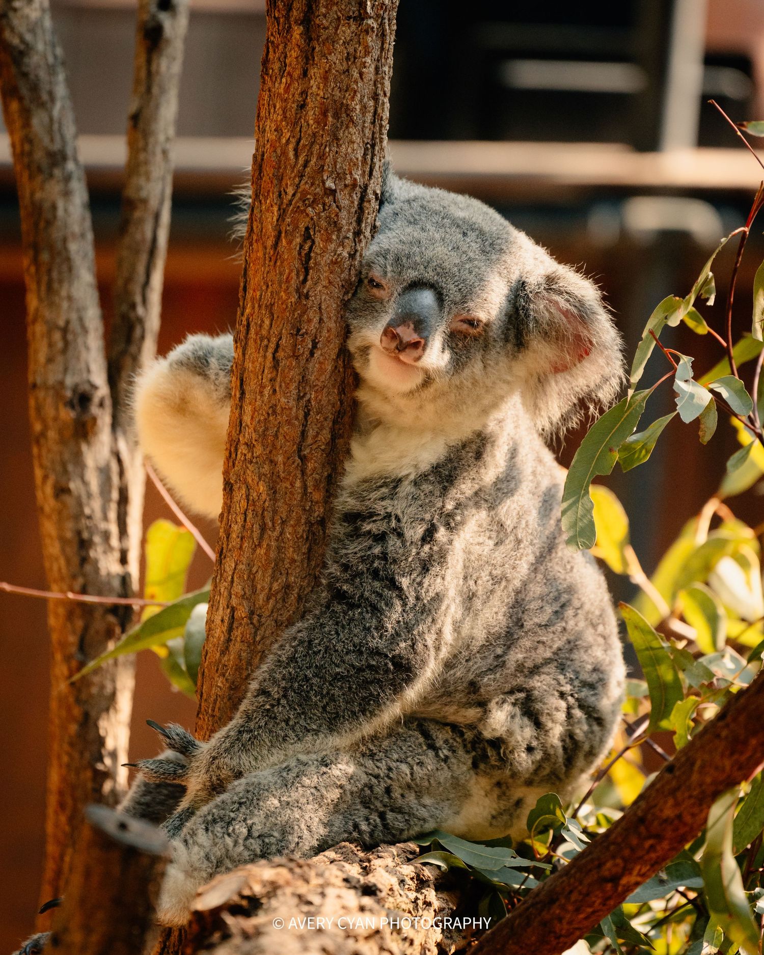 A koala bear perches on a tree branch among eucalyptus leaves in warm sunlight.