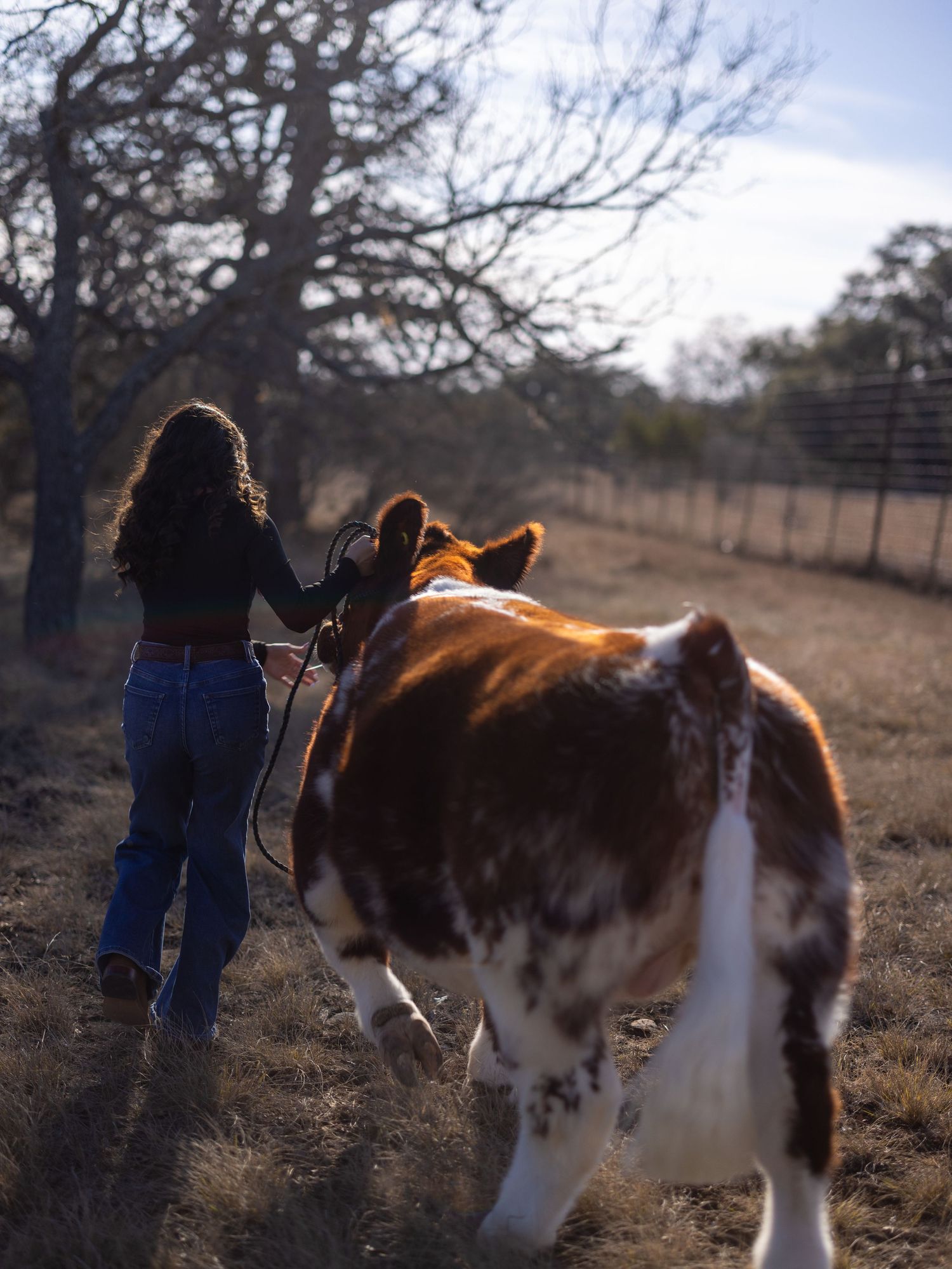 A person leads a brown and white cow on a rural farm path during golden hour lighting.