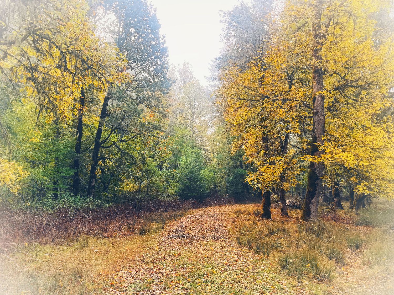 Golden autumn trees line a misty forest path covered in fallen leaves during fall season.