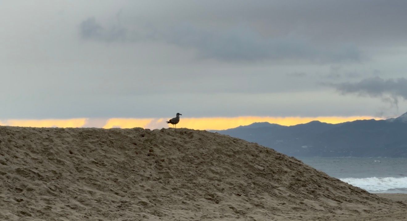 A lone seagull perches on a sandy dune against a dramatic backdrop of mountains and moody clouds at sunset.