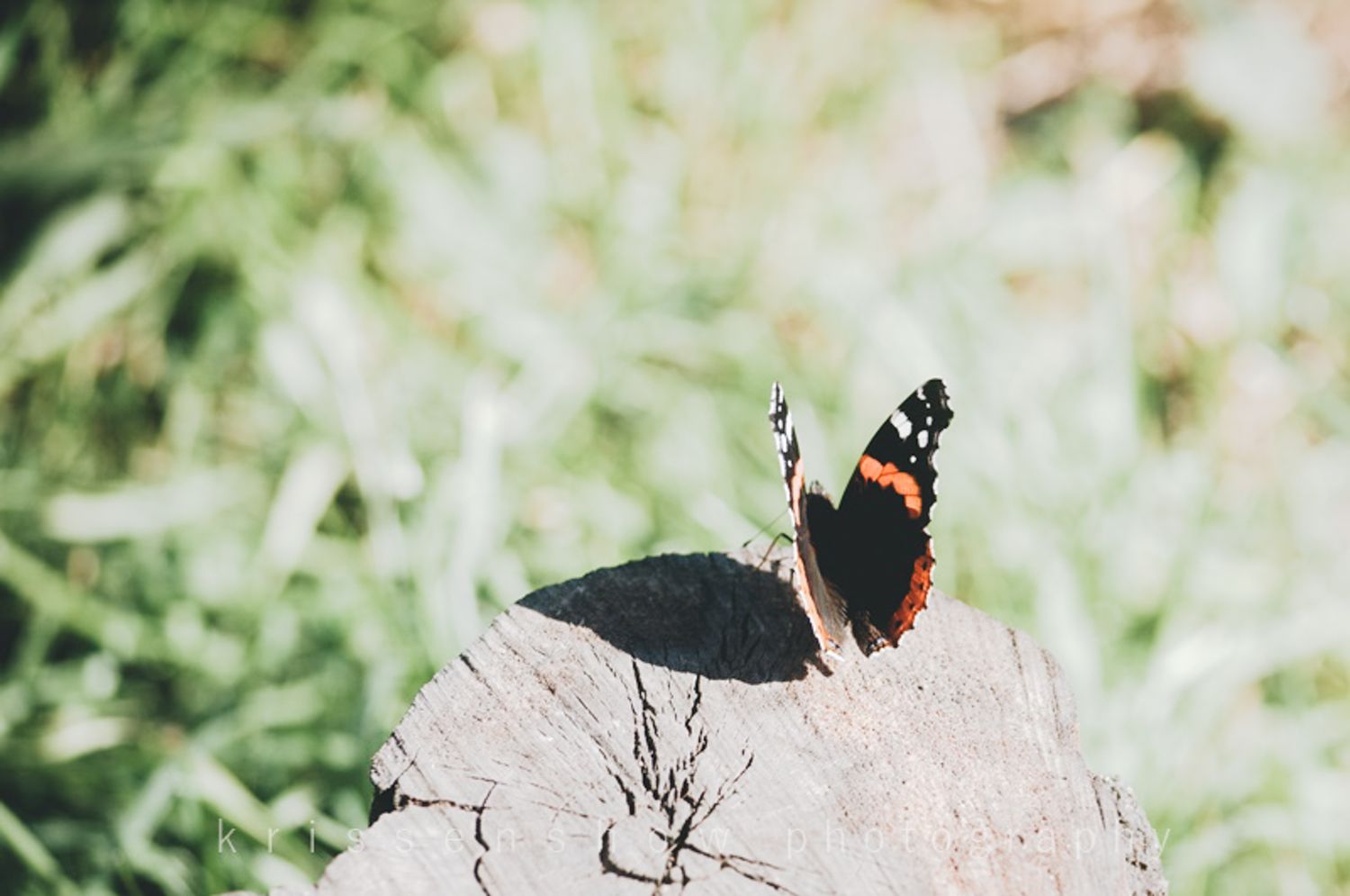 A Red Admiral butterfly lands gracefully on a weathered log amidst a blurred green background.