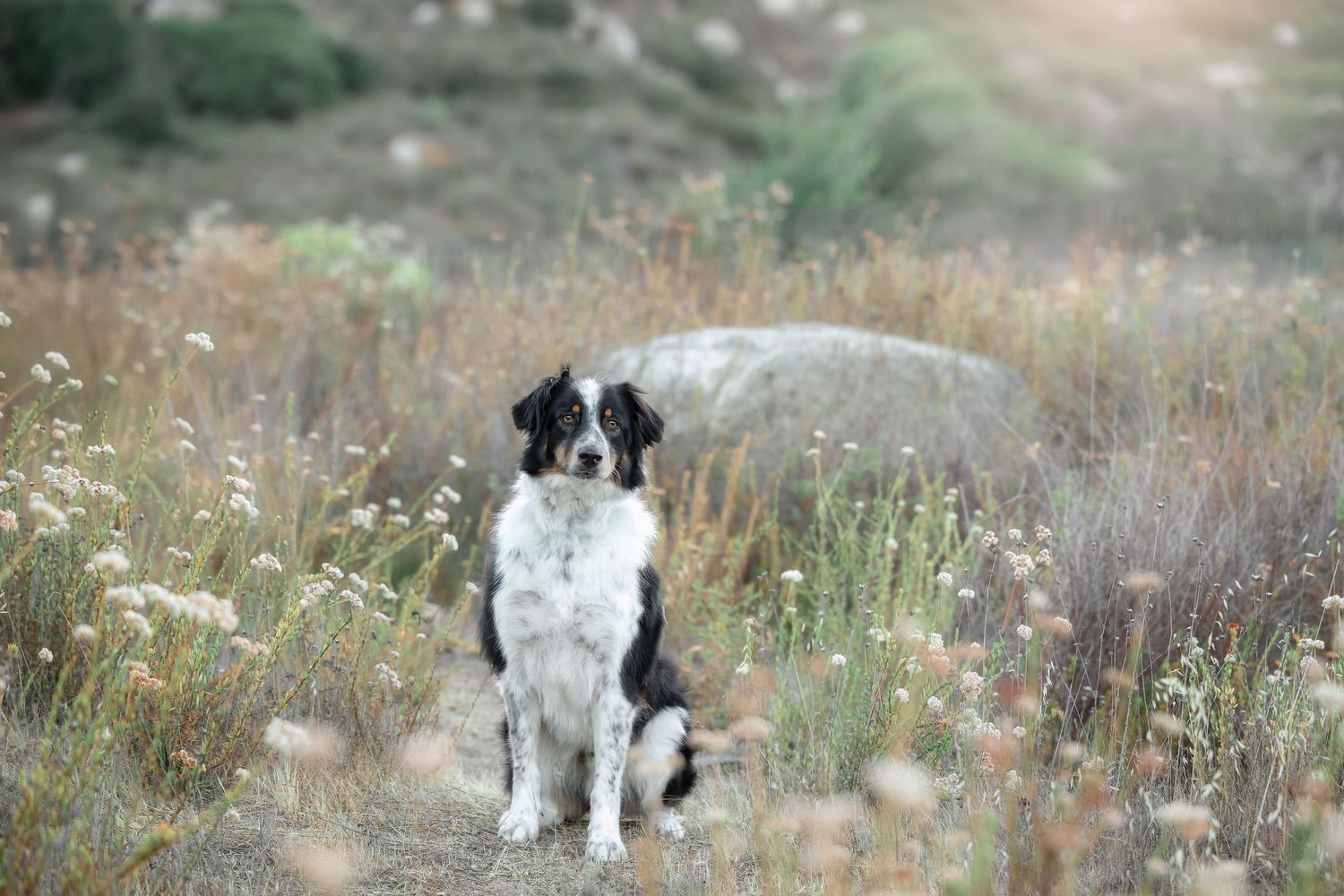 A black and white Border Collie puppy poses in a meadow filled with wildflowers and tall grass.