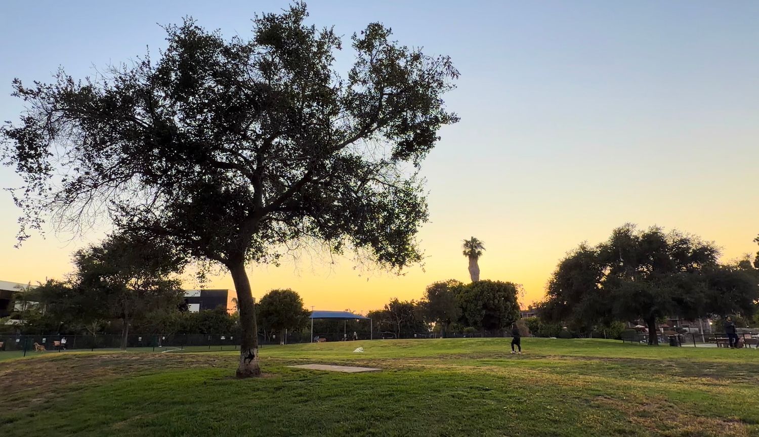 A serene park at sunset with a large tree, green grass, and a distant tower silhouetted against a golden sky.