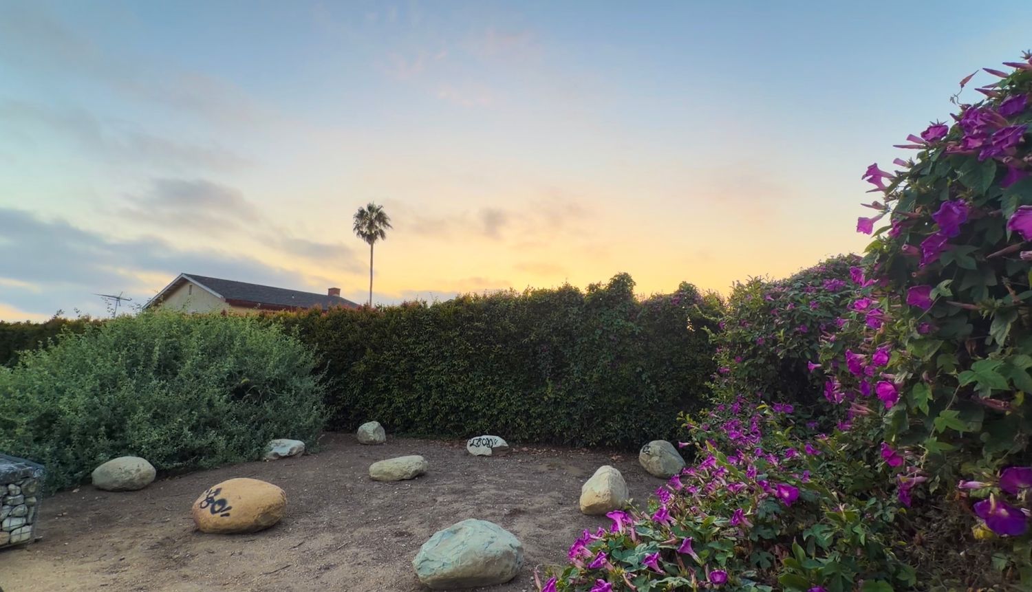 Colorful sunset sky over a desert garden with purple bougainvillea blooms, rocks, and lush green hedges.