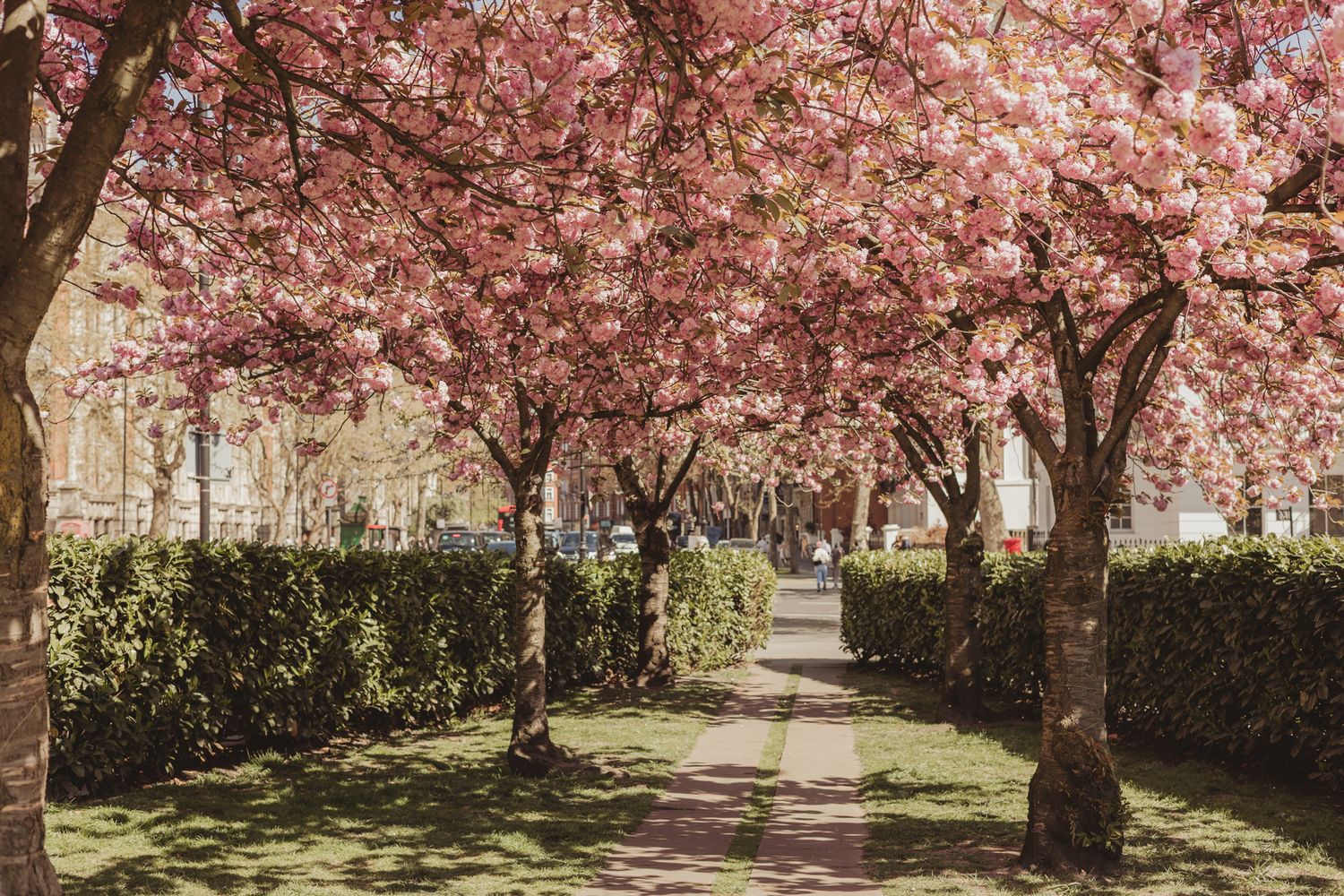Tree-lined path with blooming pink cherry blossoms creating a natural tunnel in a garden setting.