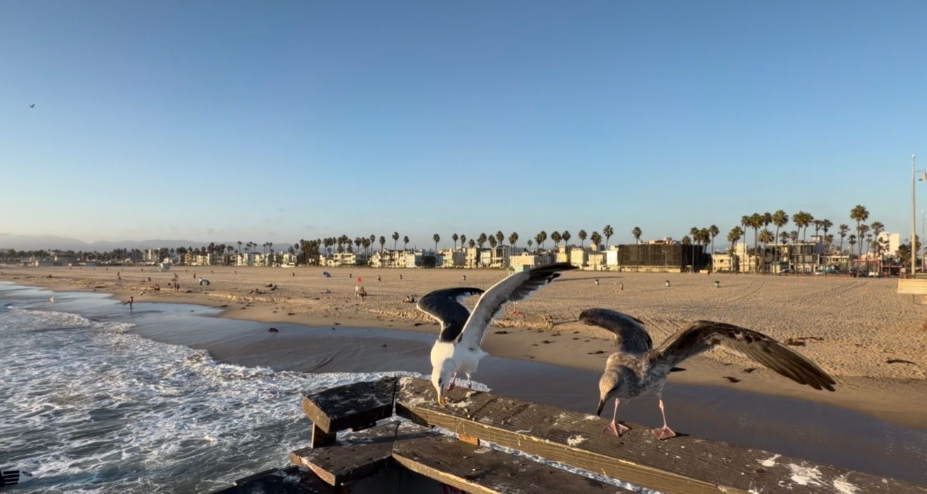 Two seagulls on a pier railing at Venice Beach with ocean waves, sandy shore, and palm trees at sunset.