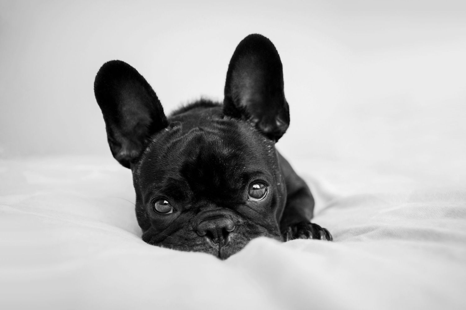 French Bulldog black and white portrait on a bed in Perth