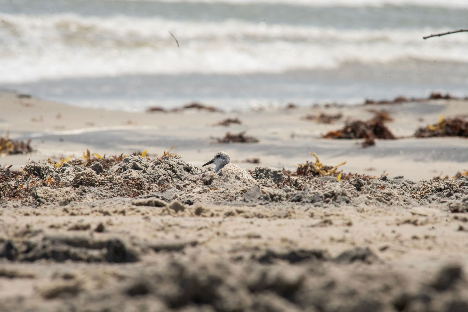 A small shorebird forages among seaweed and sand on a quiet beach with gentle ocean waves in the background.