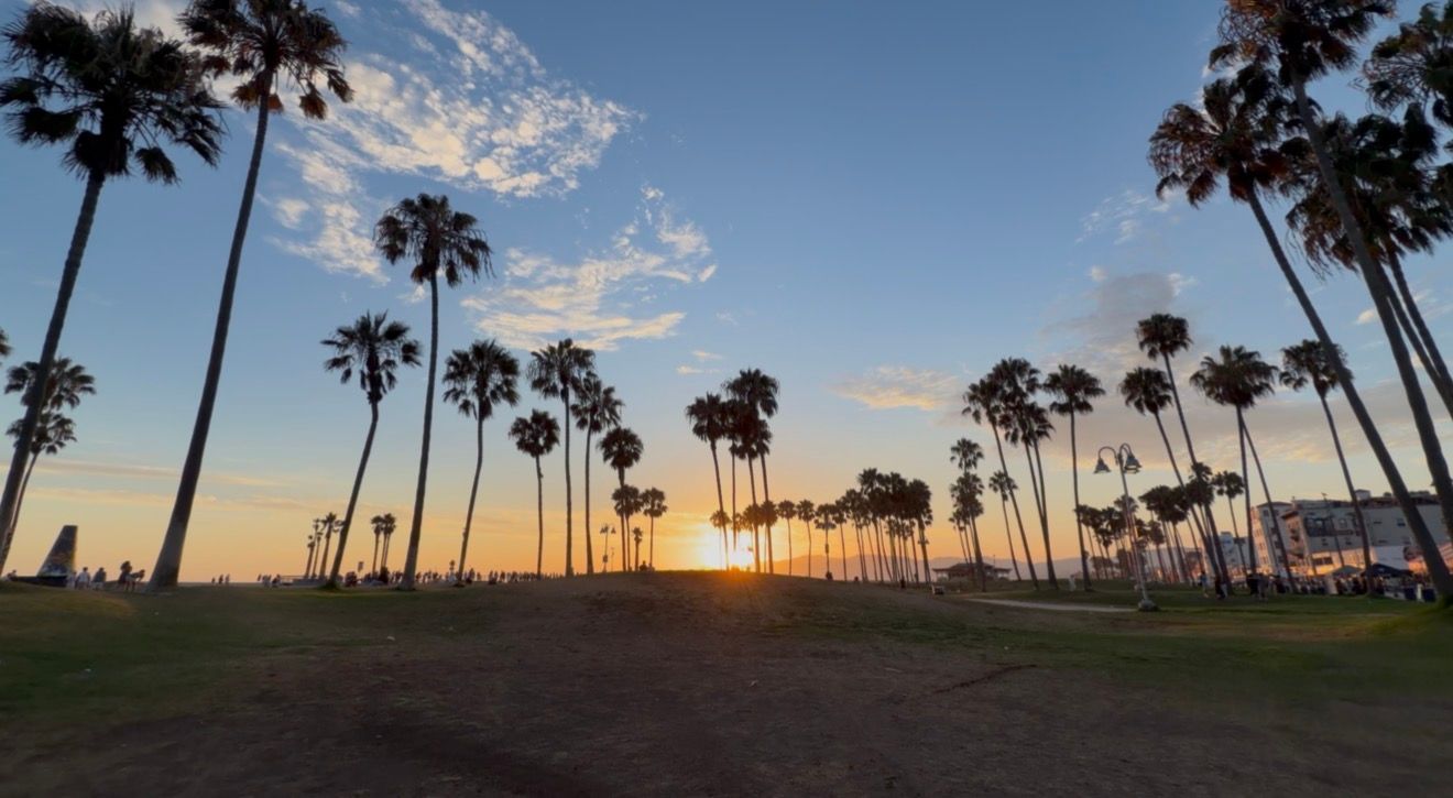 Silhouetted palm trees frame a golden sunset over a lush green park near the coast.