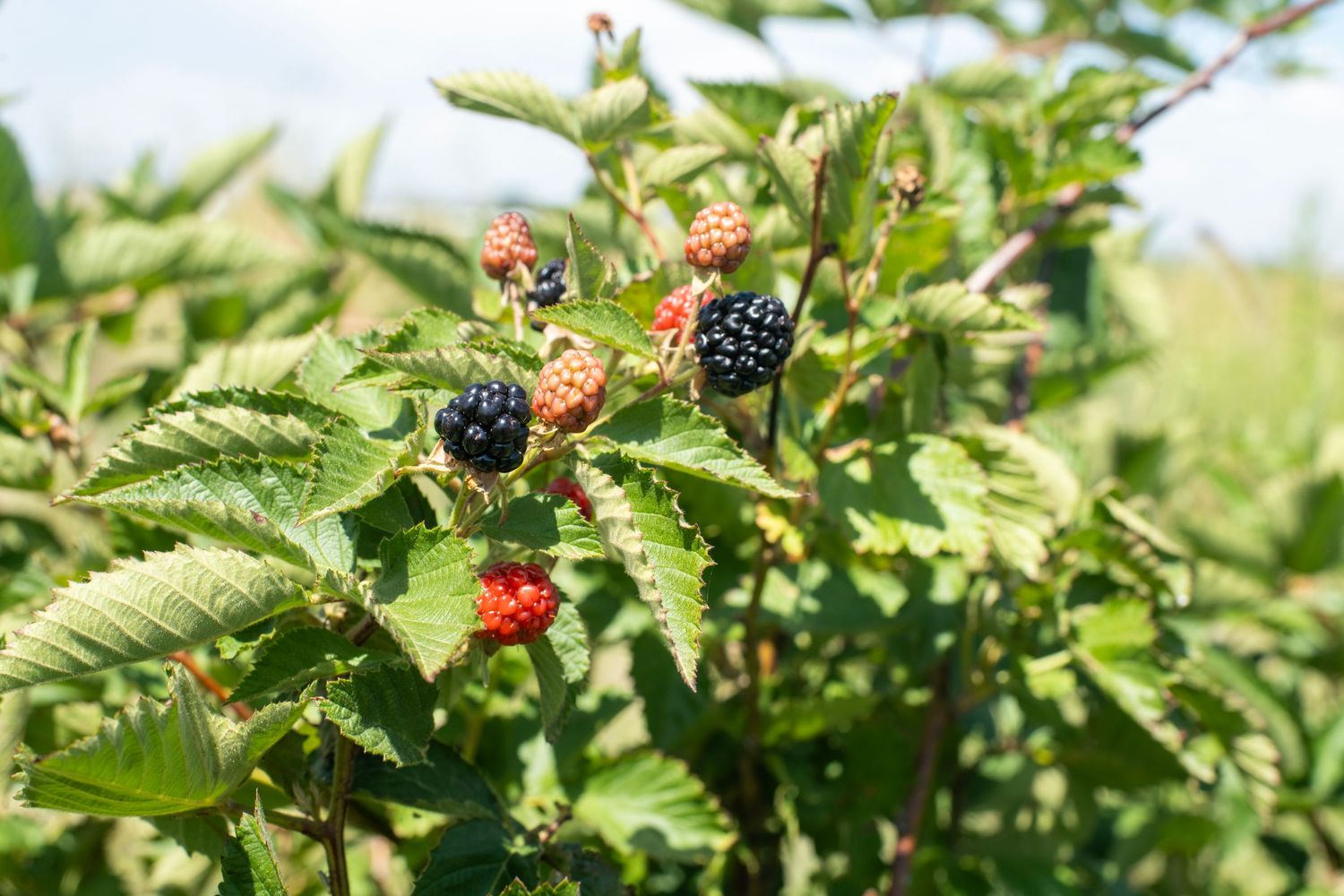 Ripe and unripe blackberries growing on green leafy bushes in a sunny garden setting.