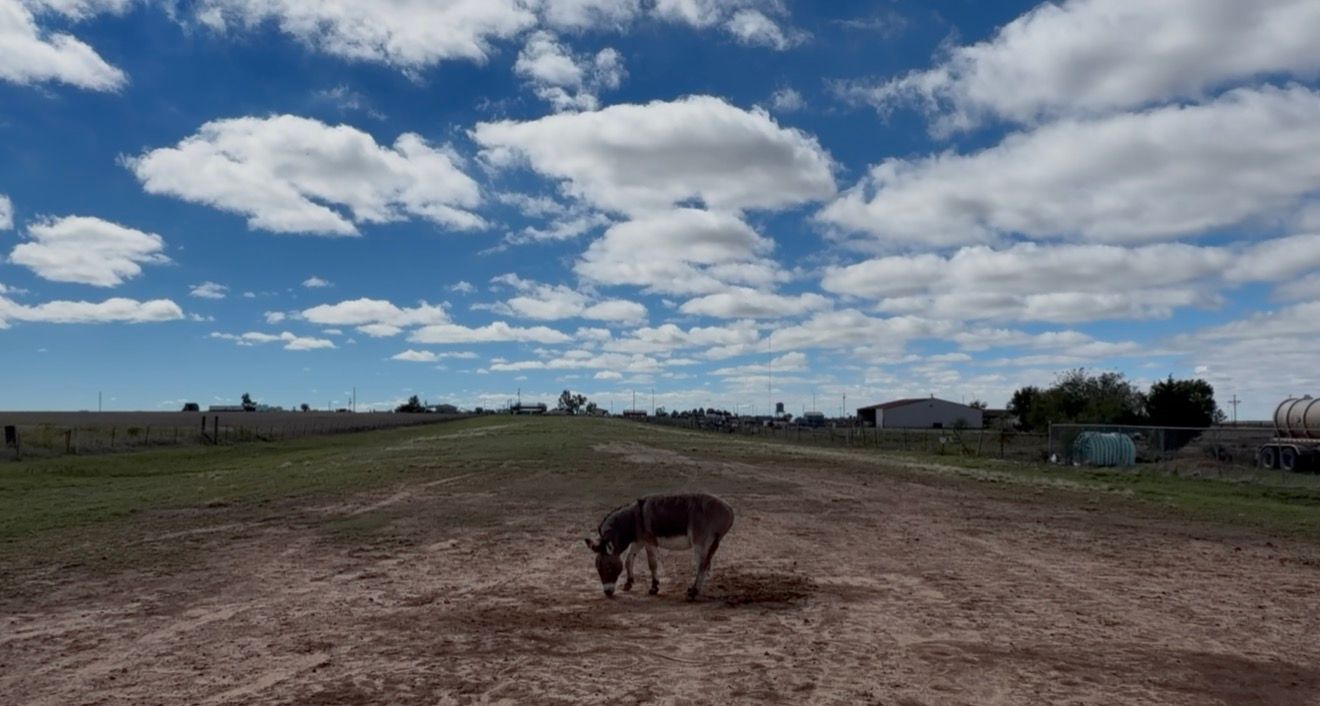 A lone donkey grazes on a dusty dirt road in a rural farm landscape under a dramatic blue sky with white clouds.