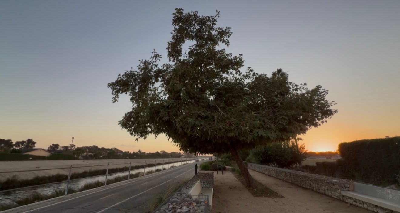 Large leafy tree beside a paved road and sidewalk at sunset, with a warm orange glow on the horizon and a clear blue sky above.