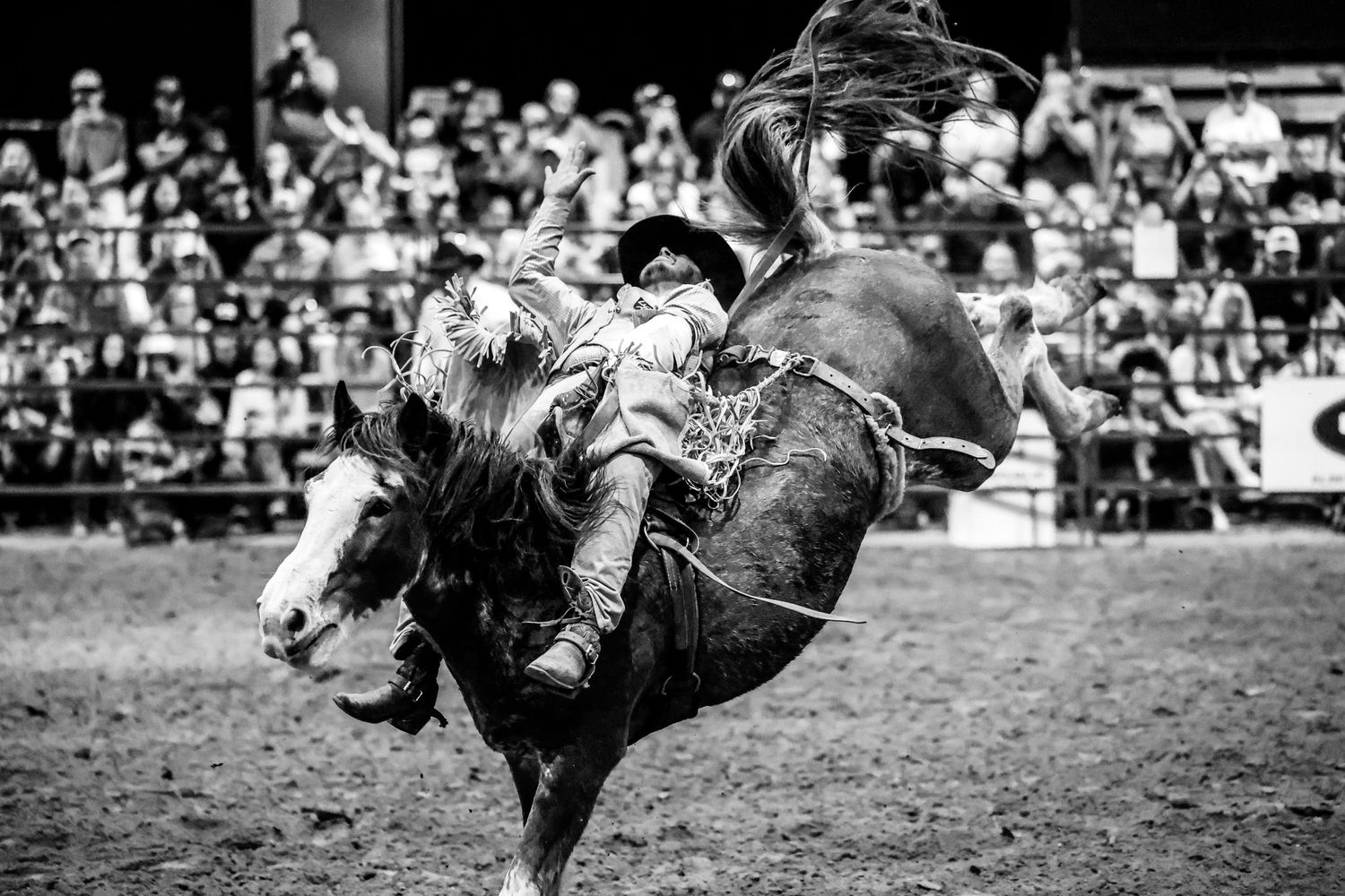 Bronc Riders. Retired. Rodeo bronc ride