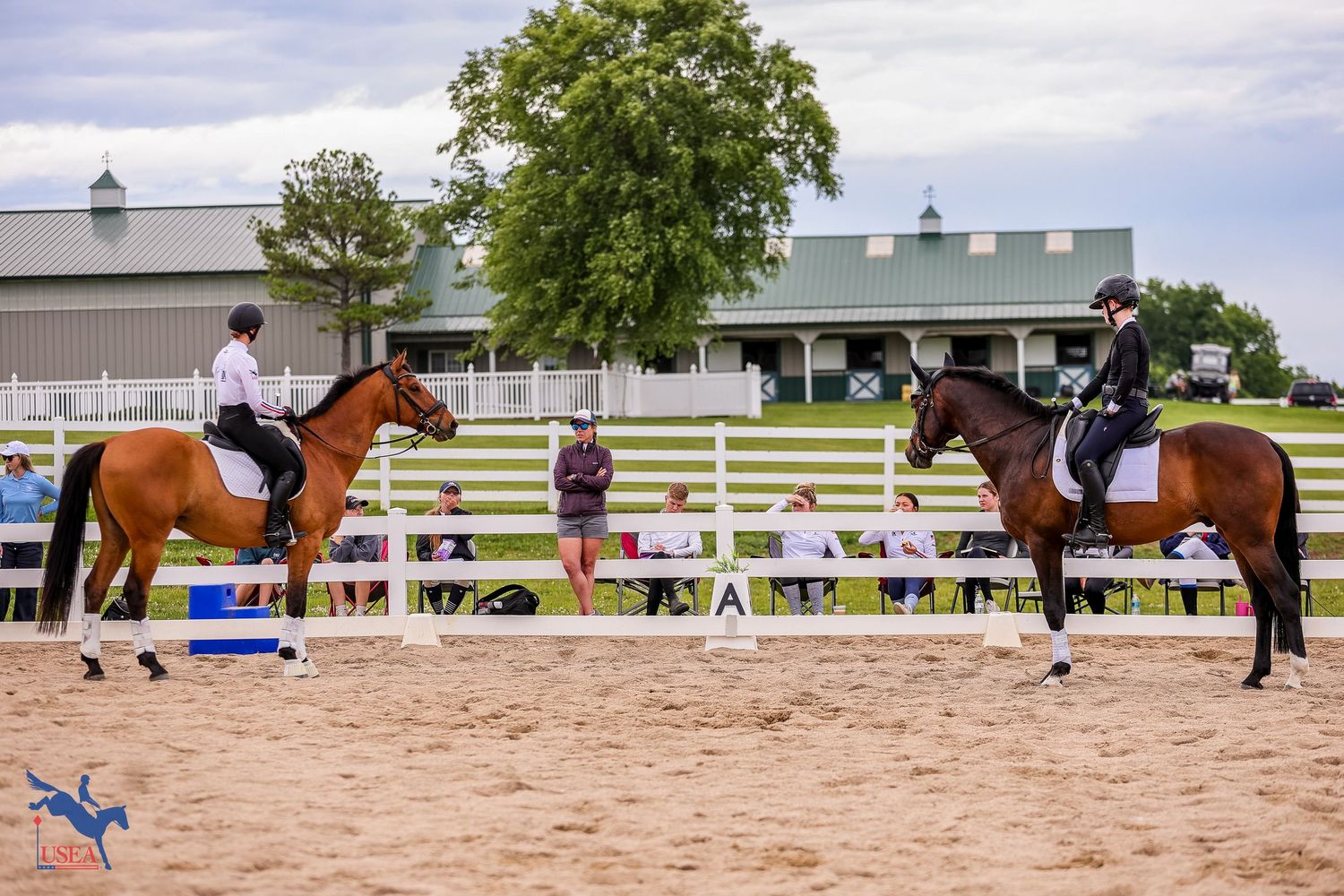 A sequence of equestrian show jumping images showing horses clearing blue and white obstacles on an outdoor course.