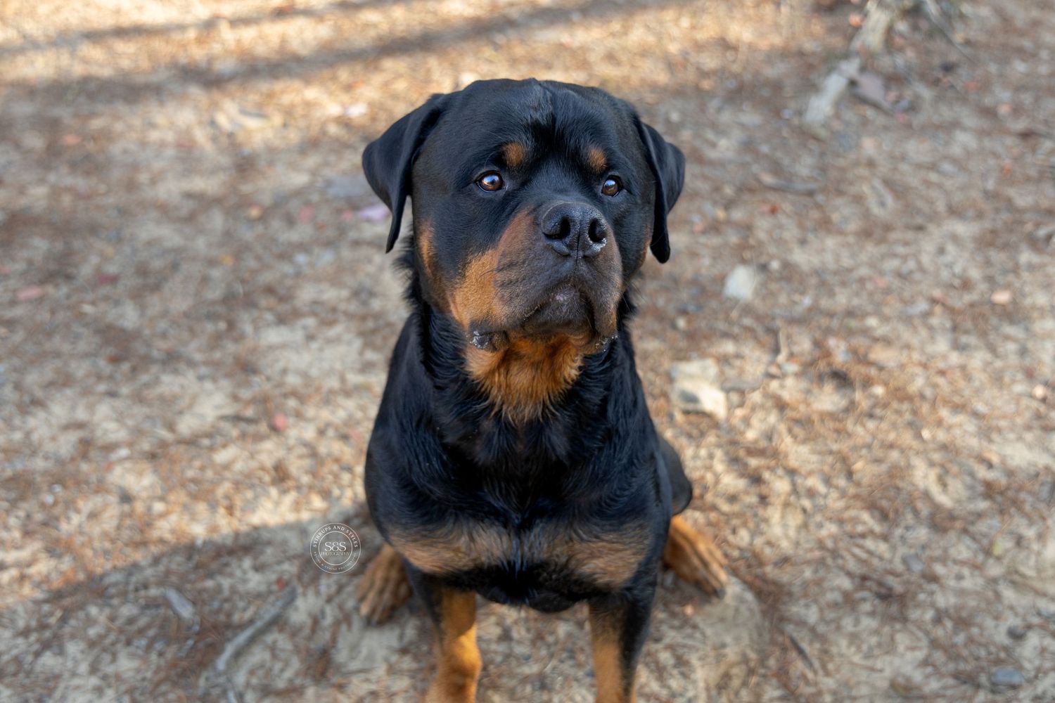 Rottweiler dog sitting in front of camera