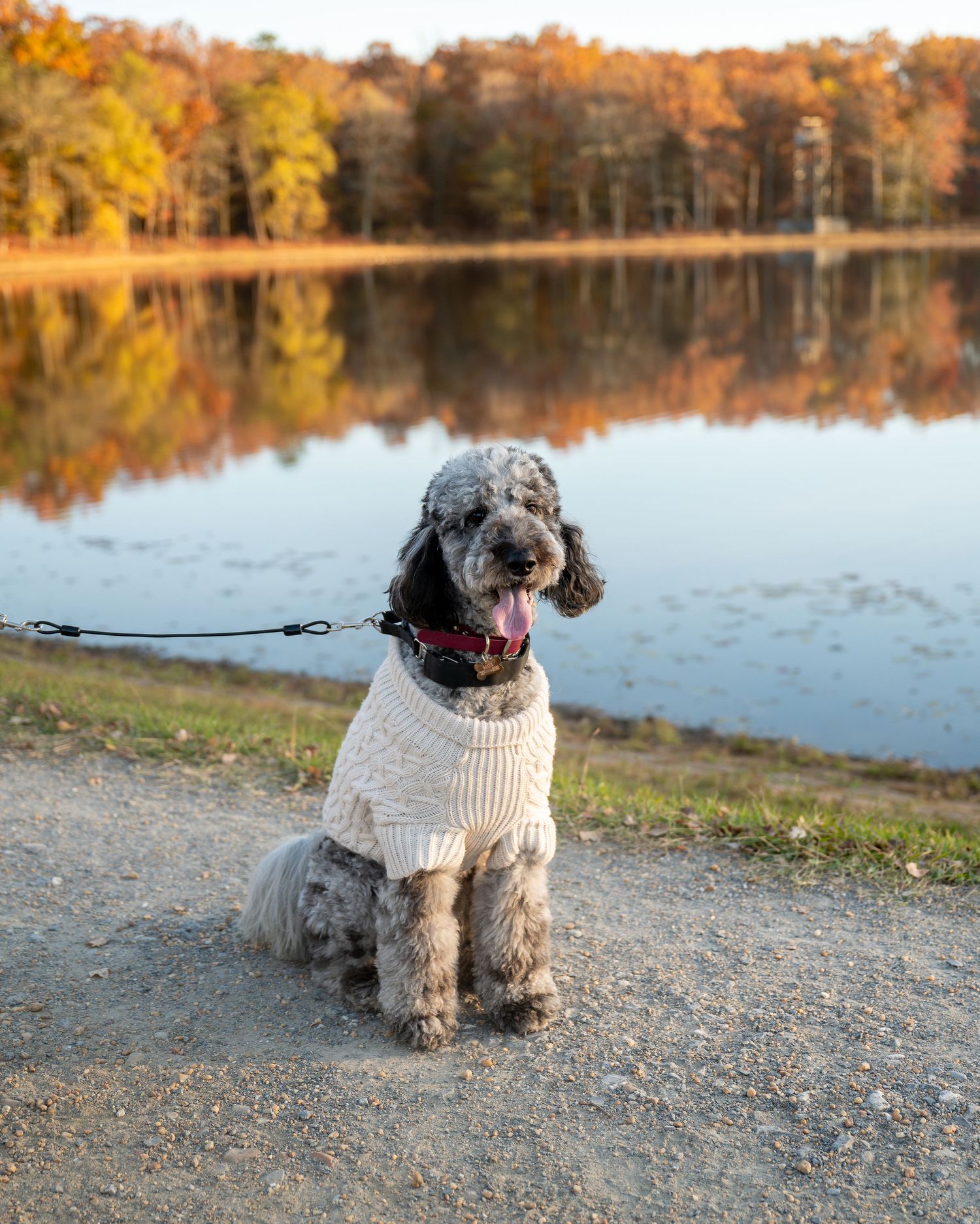 Gray doodle dog wearing a cream sweater sits by a serene autumn lake with golden reflections.