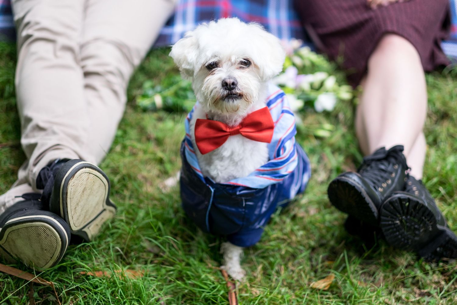 Small white dog with red bow tie and blue outfit sits on grass between owners' feet taken by Melbourne couples photographer.