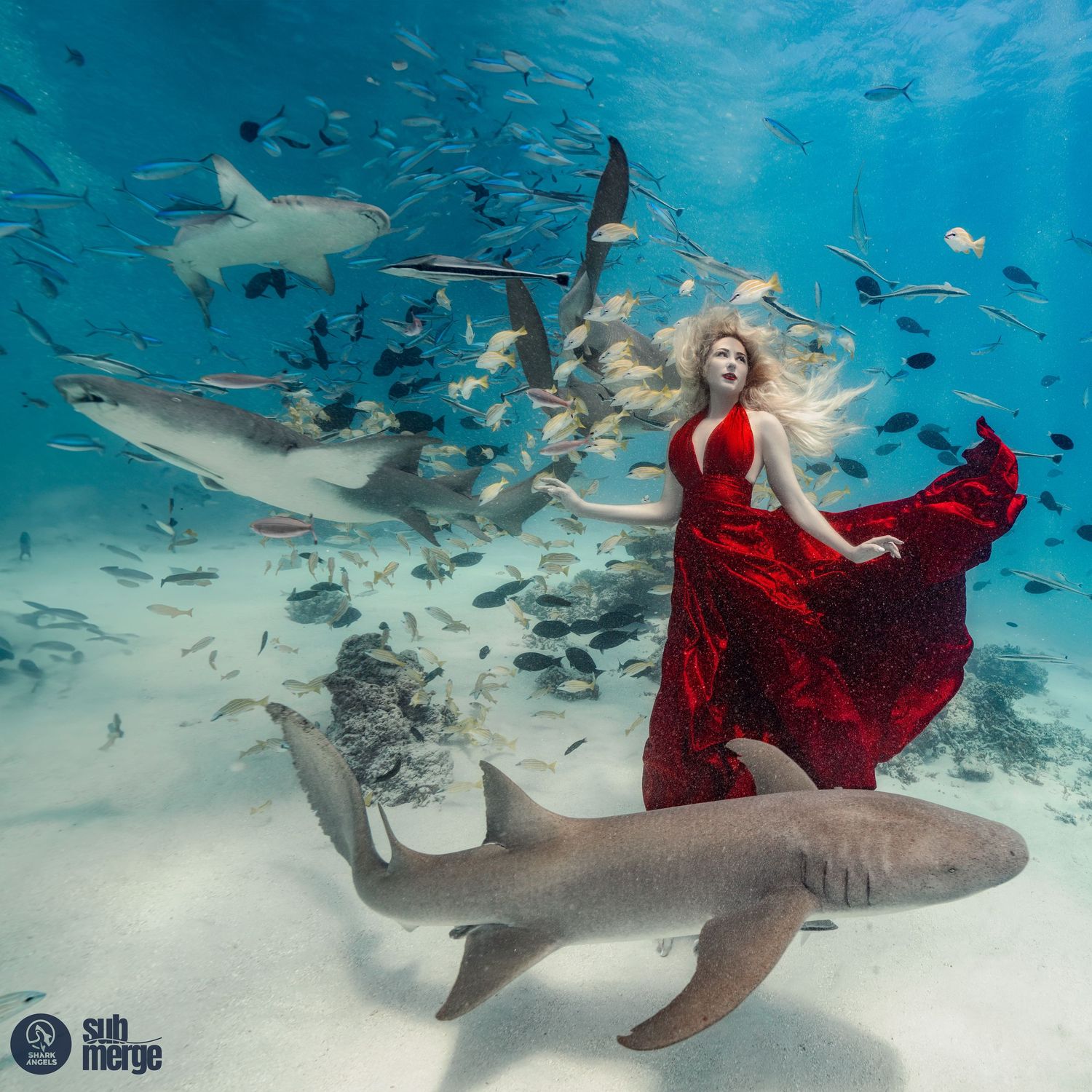 Underwater fashion photo with flowing red dress and nurse sharks swimming in crystal clear turquoise waters.