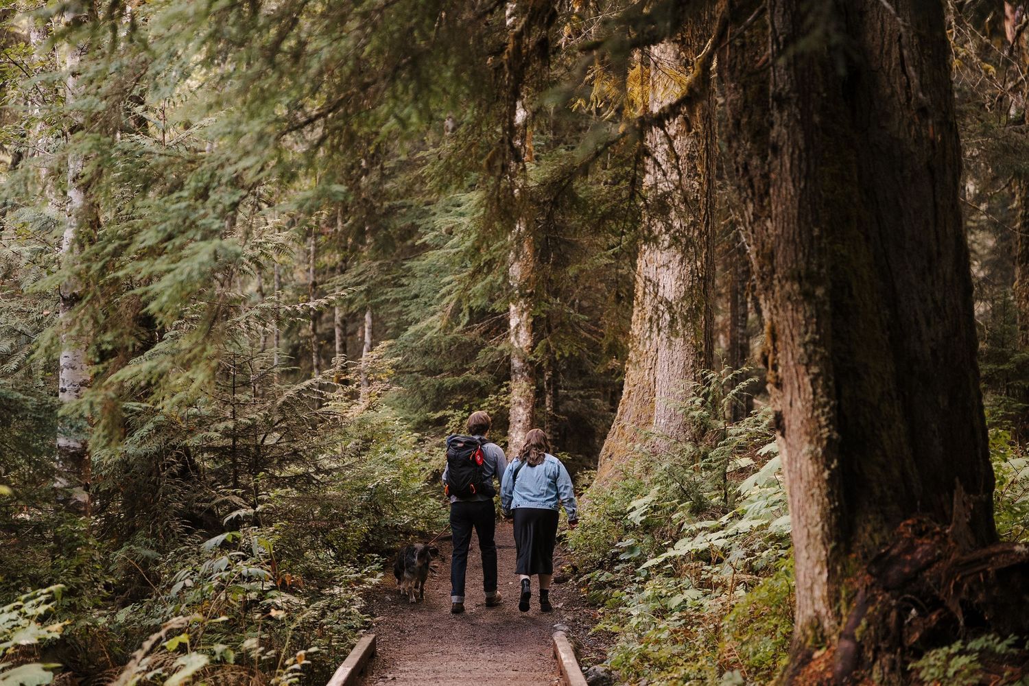 Visitors walk along a scenic forest trail surrounded by towering redwood trees in a national park.