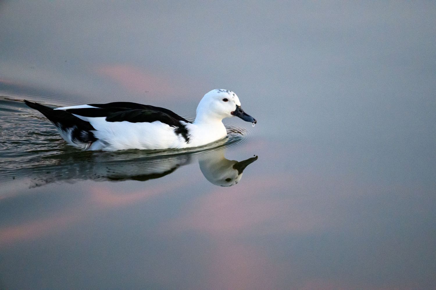 Black and white smew duck swimming gracefully on calm reflective water at dusk.