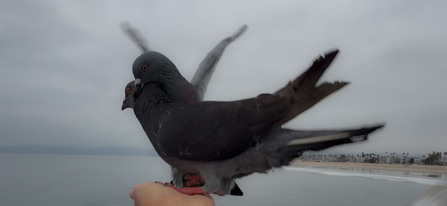 Birds dive bombing and performing a series of aerial maneuvers at a beach during sunset.