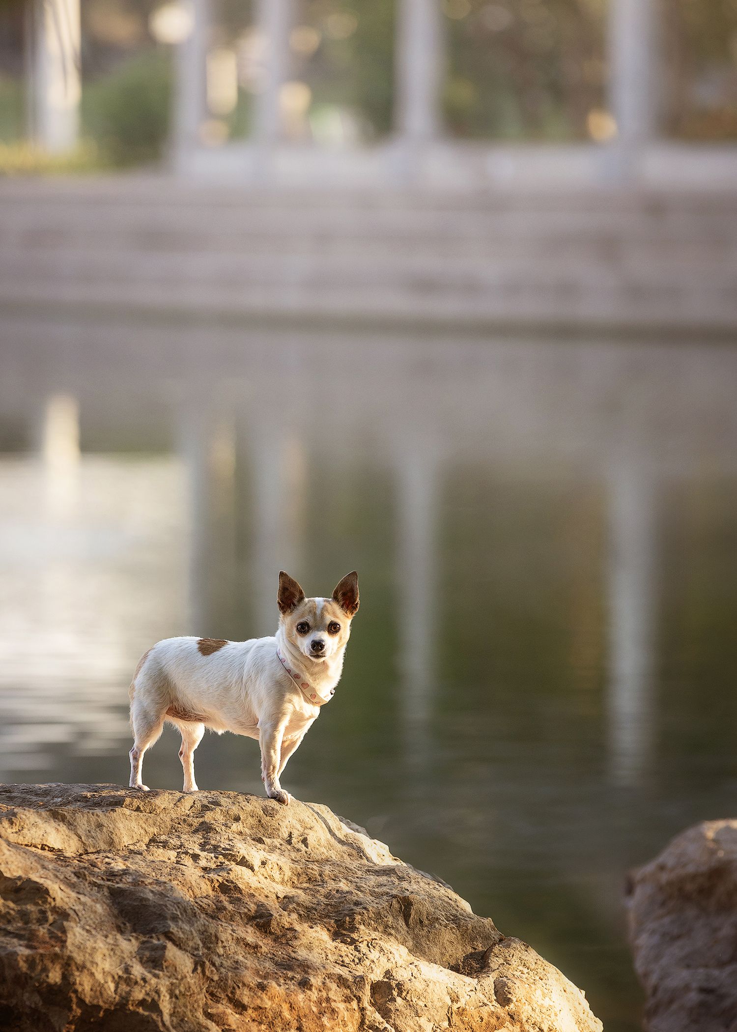 Small white and tan Chihuahua dog stands alertly on rocky outcrop overlooking the lake at Mueller Lake Park in Austin, Texas.