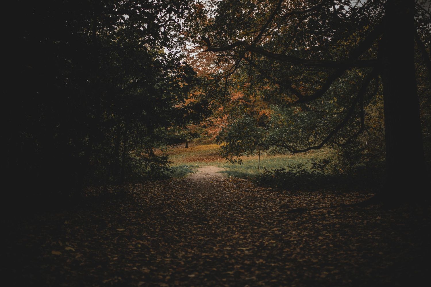 A scenic autumn forest path covered in fallen leaves leads through trees with golden foliage.
