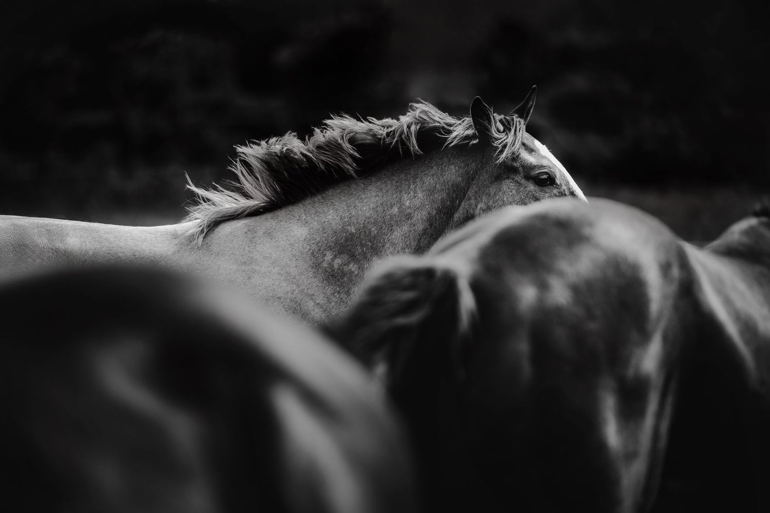 Black and white close-up photo of a wild horse's mane blowing in the wind against a dark background.