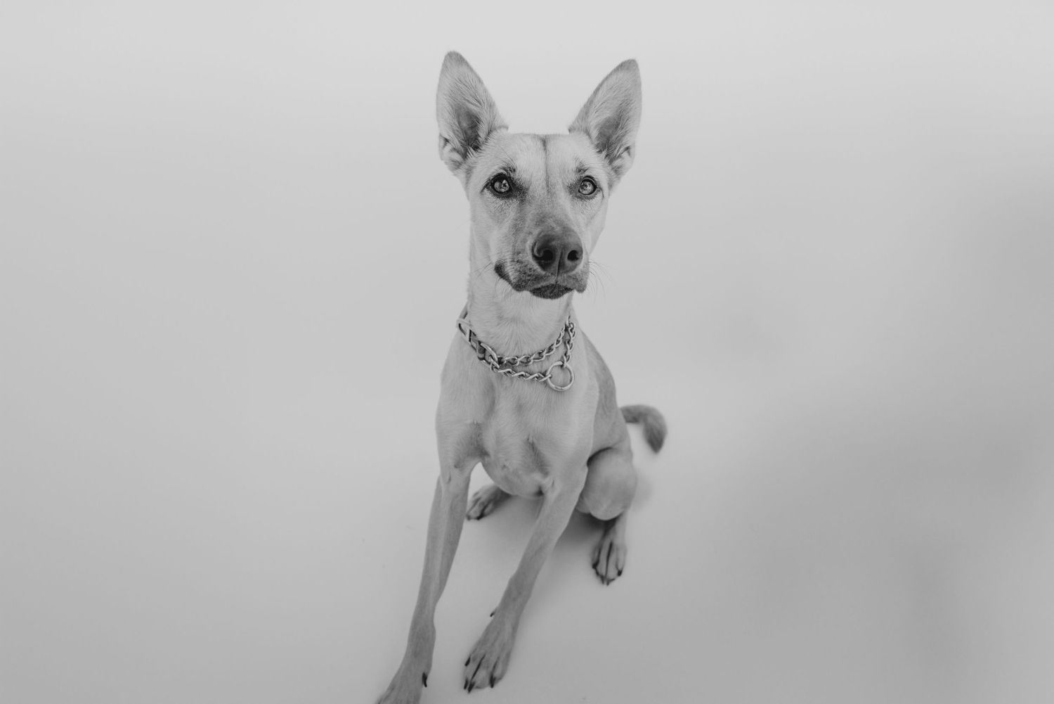 Black and white portrait of a small dog with perky ears wearing a collar and looking attentively at the camera.