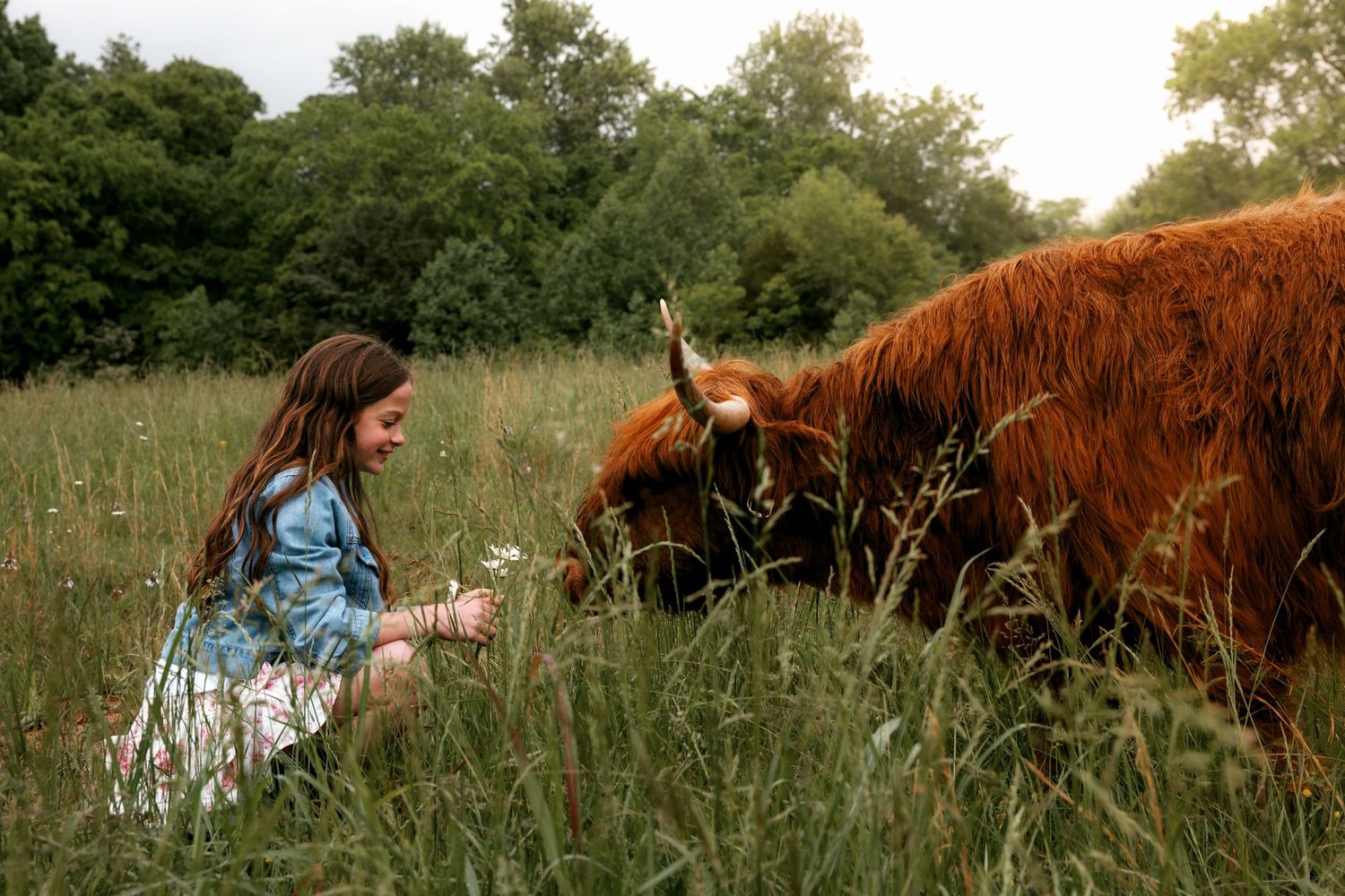 Highland cow photography