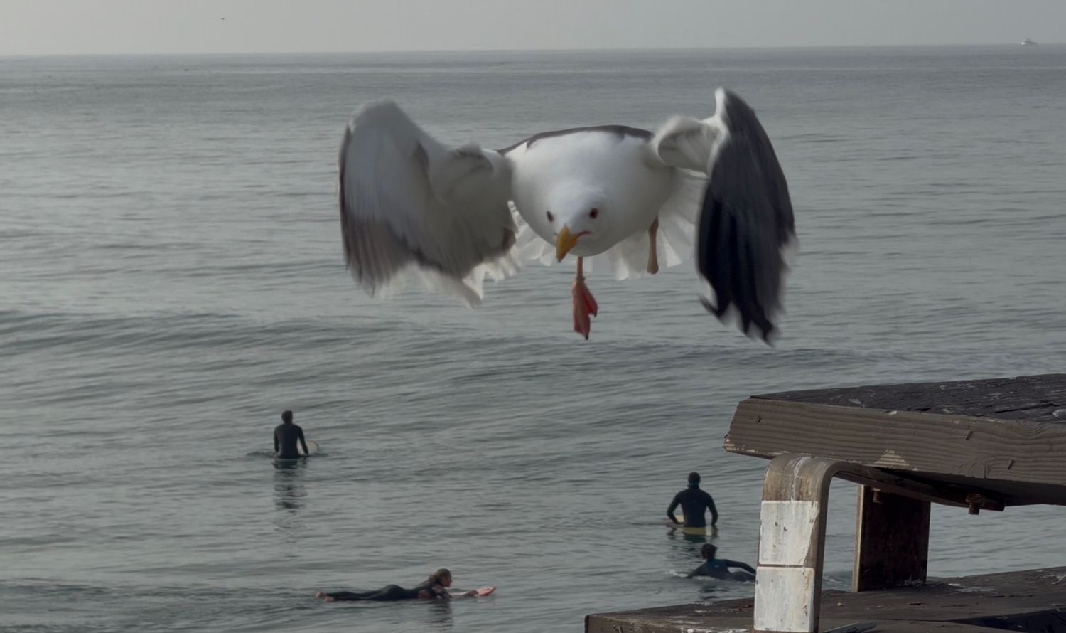 A seagull hovers over swimmers in the ocean, spreading its wings wide against a misty gray sky.