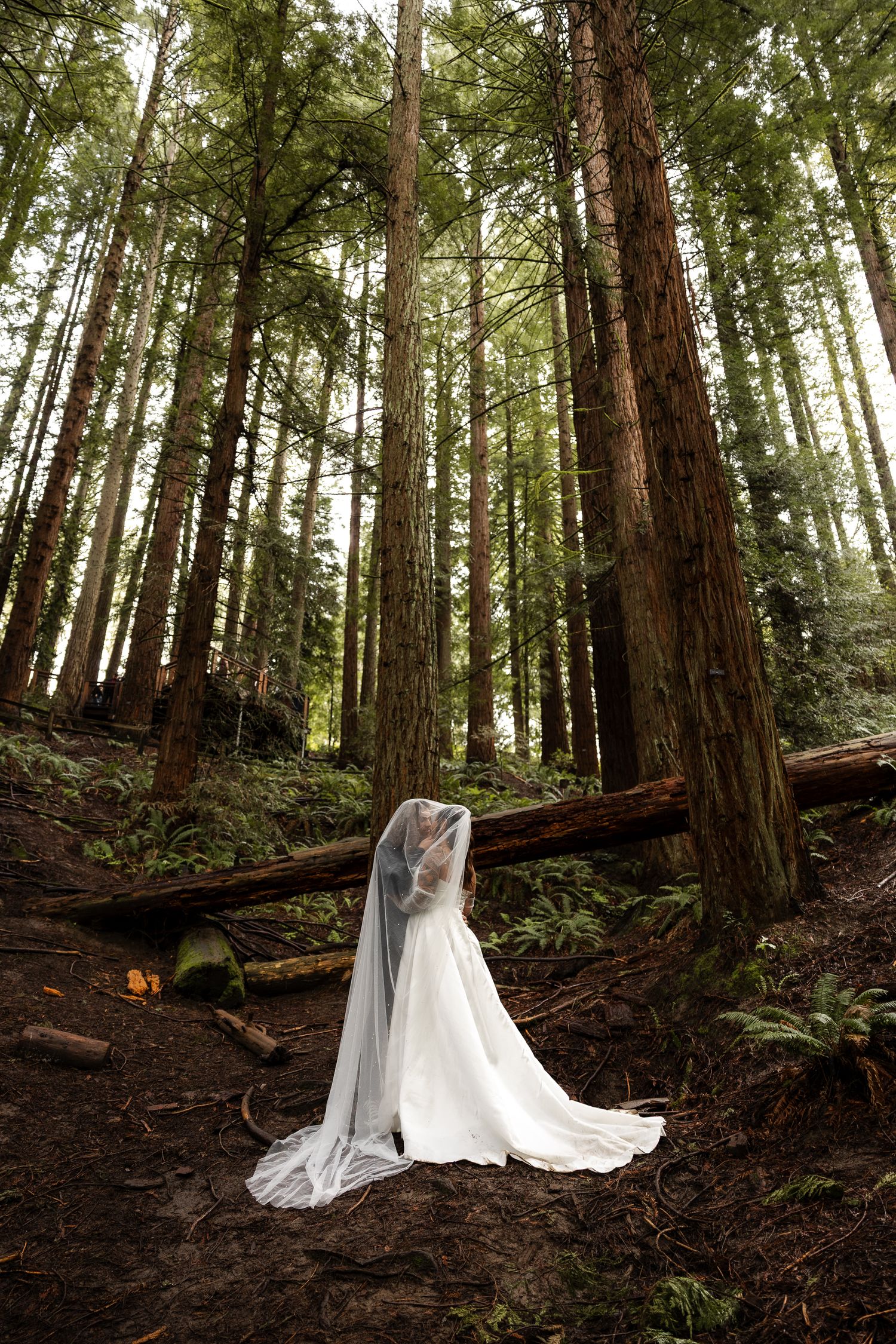Bride in white gown and veil stands among tall redwood trees in a misty forest setting.