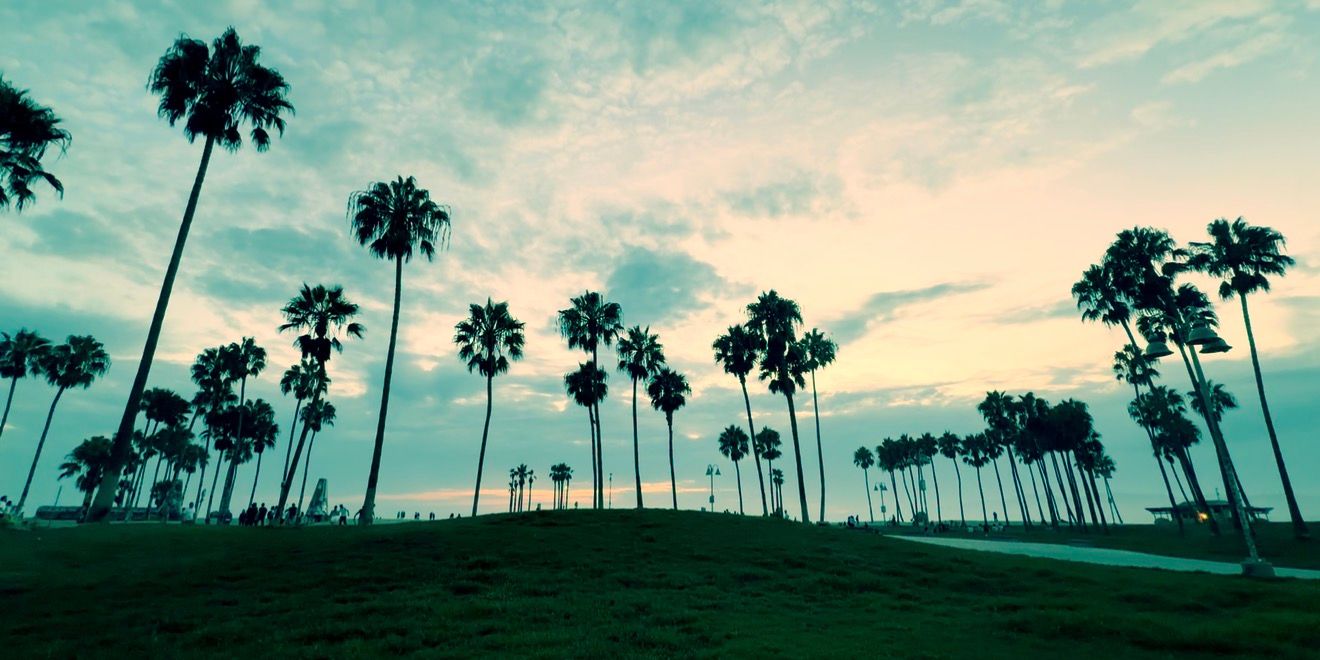 Silhouetted tall palm trees against a vibrant teal sunset sky at a lush green park near the beach.